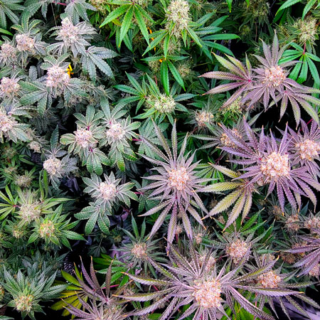 Colorful cannabis leaves - getting close to harvest!