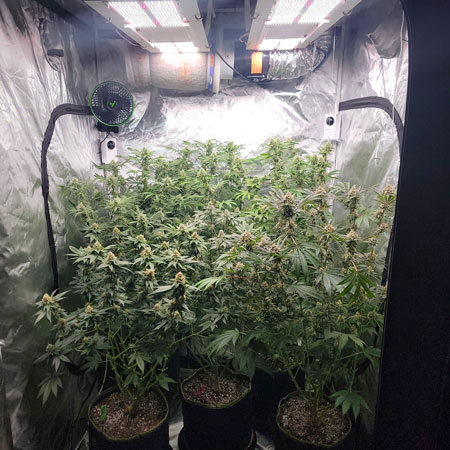 Marijuana plants in the grow tent - Flowering day 45 - LED grow light journal by GrowWeedEasy.com