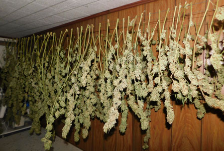 Blue Dream trimmed and curing