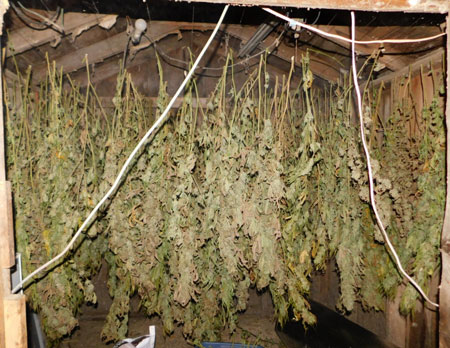 Gorilla Glue drying, waiting to be trimmed