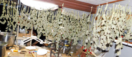 More Granddaddy Purple!