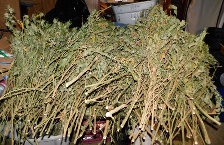 Grandaddy Purple waiting to be trimmed