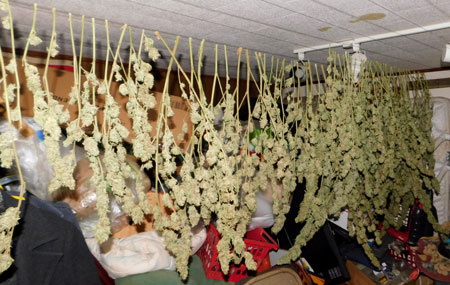 Grandaddy Purple - trimmed and hanging