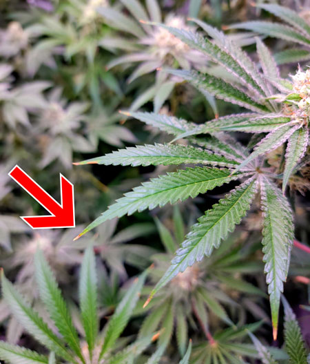 Watch out for tip burn