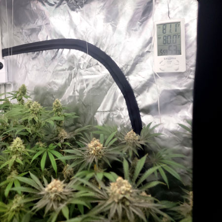 Optimal flowering environment (80F temperature and about 50% RH humidity)