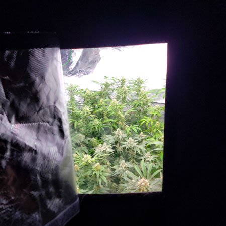 Peeking through the secret window of the grow tent at the cannabis plants - GrowWeedEasy.com