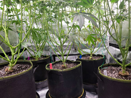 Cannabis plant Undercarriage area - lower leaves are falling, needs more nutrients!