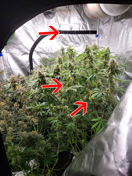 Plant yoyos holding heavy cannabis buds/branches up, so they stop falling over