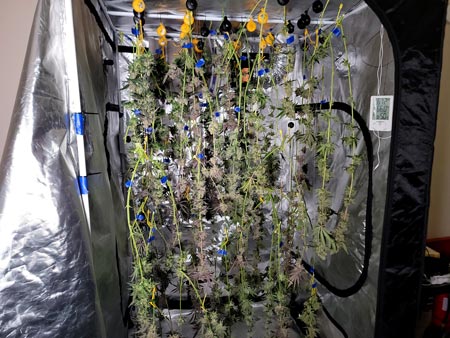 Buds drying in tents with plant yo-yos