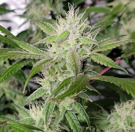 Purple Ghost Candy flowering day 44 - GrowWeedEasy.com grow journal