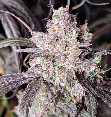 Purple Ghost Candy buds