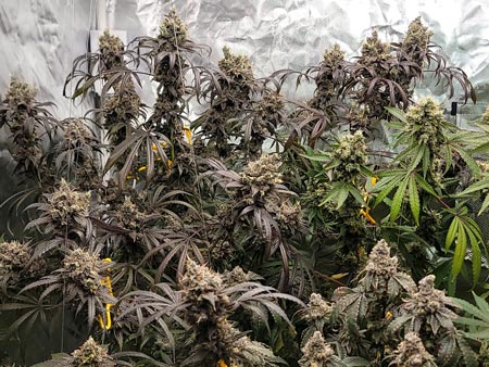 The Purple Ghost Candy plant looming in the back of grow tent on harvest day