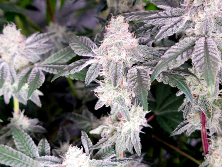 Purple stems on the Mandarin Cookies in the flowering stage (day 44 ) - GrowWeedEasy.com grow journal