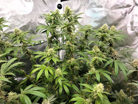 The Blue Dream recovered from overwatering but still not quite at 100% yet