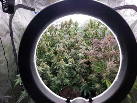 Using a ring light to look at the cannabis plants