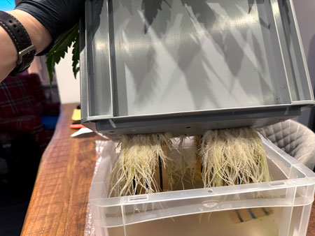 Roots growing into res