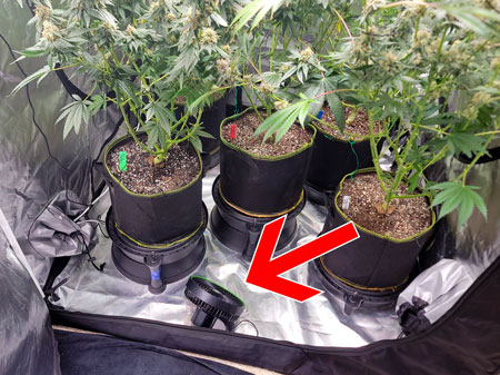 Small fan blowing air up through the cannabis plants for better air circulation