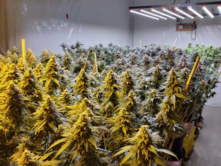 Crazy harvest by Max