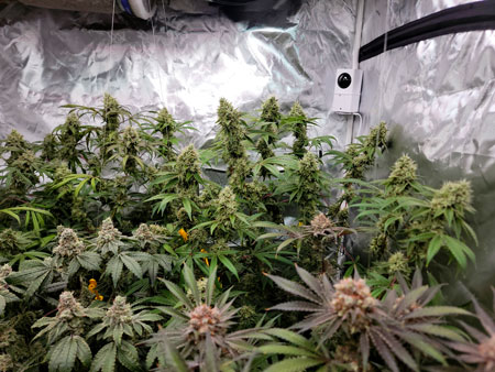 Starting to need lots of plant yo-yos to hold up the cannabis buds