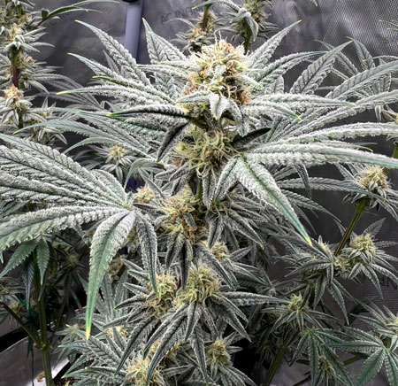 Sunset Sherbert by Fran