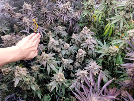 Checking out the little Mandarin Cookies plant hidden in the middle on day 73