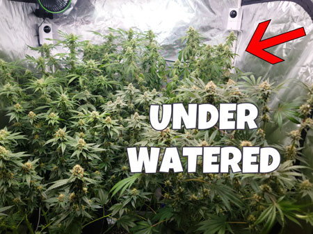 Underwatering example - I noticed one of the cannabis plants in the flowering grow tent was underwatered