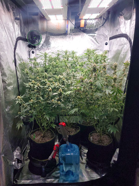 Watering the marijuana plants today - Flowering day 45 - LED grow light journal on GrowWeedEasy.com
