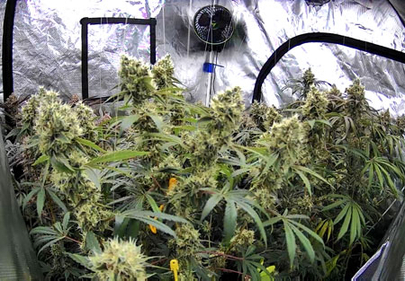 Webcam picture of Blue Dream cannabis plants flowering on day 65