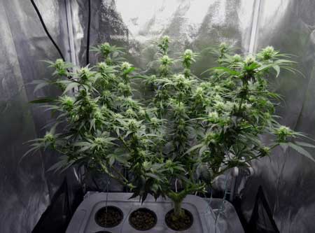 White Rhinos in hydro after defoliation (side view)