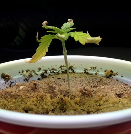 Bad soil, cannabis seedling grown directly in sand
