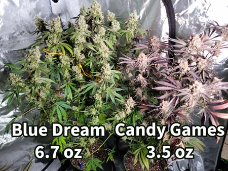 Blue Dream vs Candy Games
