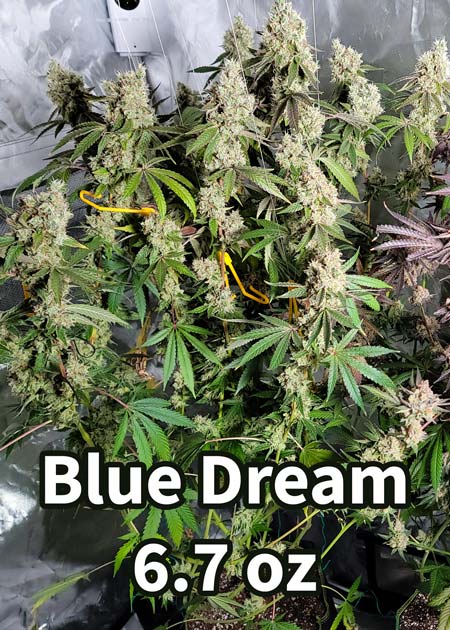 Blue Dream made 6.7 oz