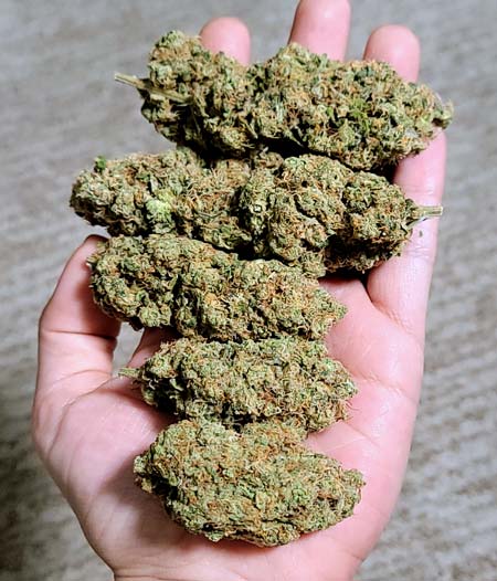 Blue Dream buds in hand