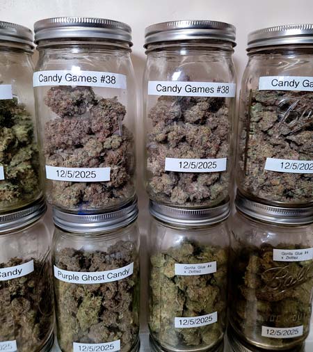 Different cannabis strains grow different buds