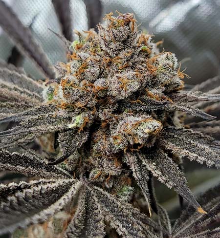 Candy Games bud on harvest day