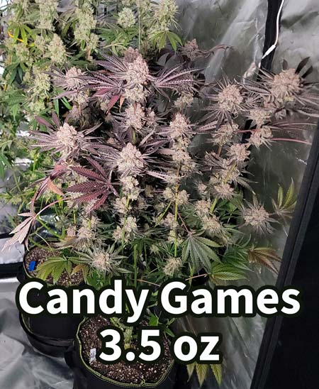 Candy Games #38 plant before harvest