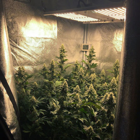 Cannabis grown by 300W quantum board LEDs by @depthchargeseeds