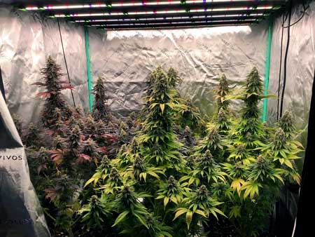 Feminized Blue Dream plants at harvest