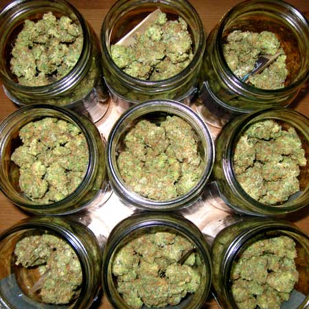 Old unused weed from previous grows