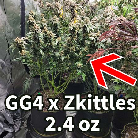 GG4 x Zkittles cannabis plant harvested 2.4 oz - GrowWeedEasy.com grow journal