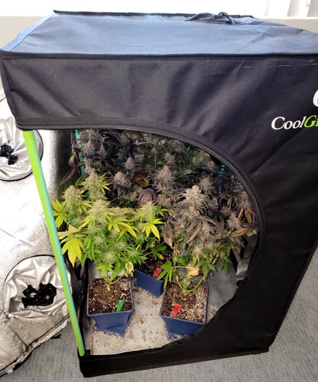 Grow Weed Easy 4 oz mini tent tutorial cannabis harvest example