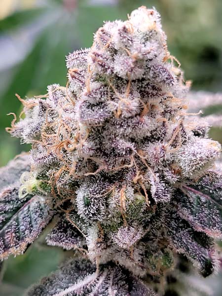 Closeup of Mandarin Cookies bud