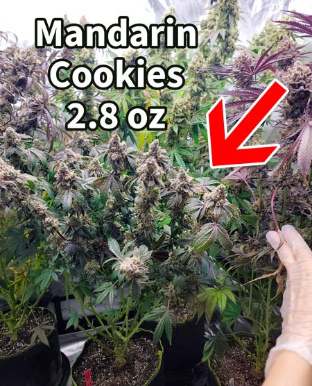 Mandarin Cookies cannabis plant just before harvest, 2.8 oz harvest - grow journal on GrowWeedEasy.com