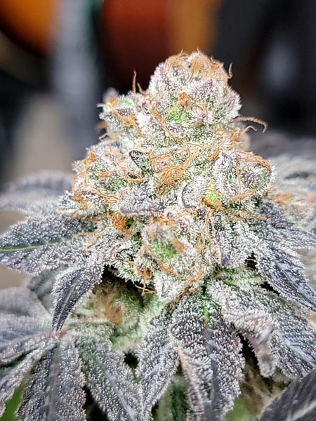 Mandarin Cookies mini tent cola at harvest time - GrowWeedEasy.com home grow tutorial