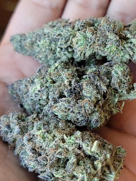 Mandarin Cookies cannabis nugs in hand