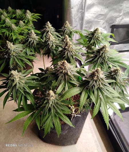 Closeup of a beautiful plant