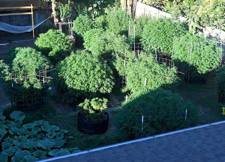 More light outside is key to big yields