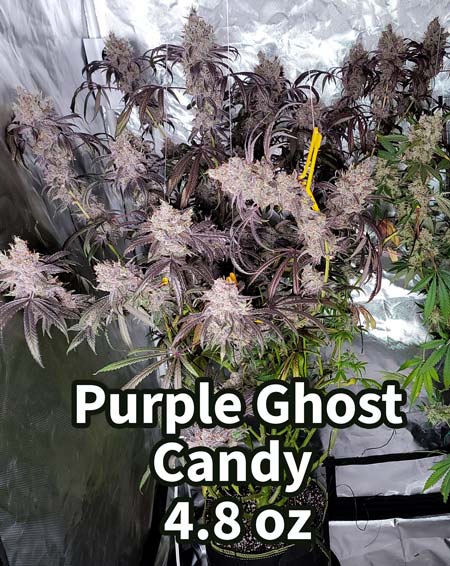 Mild but delicious smell on the PGC