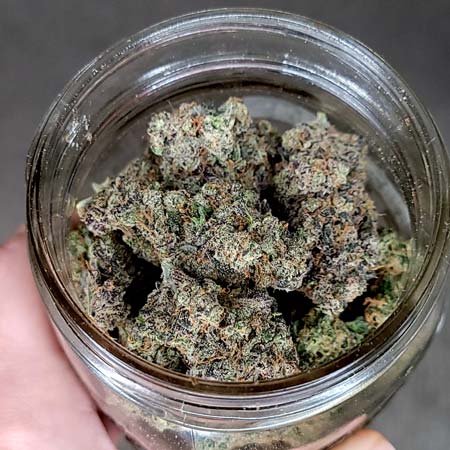Purple Ghost Candy fat cannabis nugs in a jar after harvest - GrowWeedEasy.com
