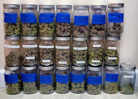 "Sweet Dreams" harvest in jars